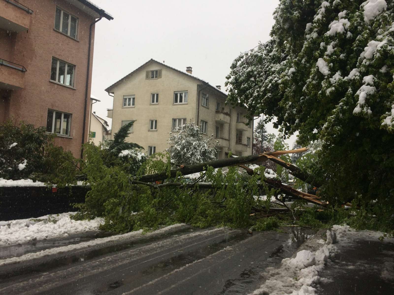 Schnee knickte Bäume im Wesemlinwald