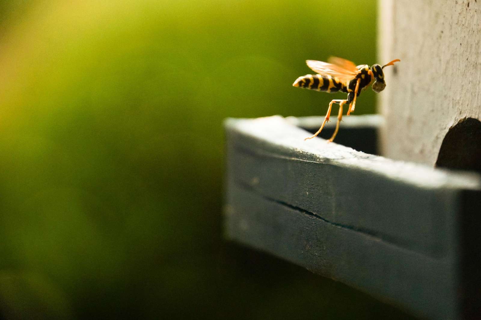 Die Wespensaison hat begonnen
