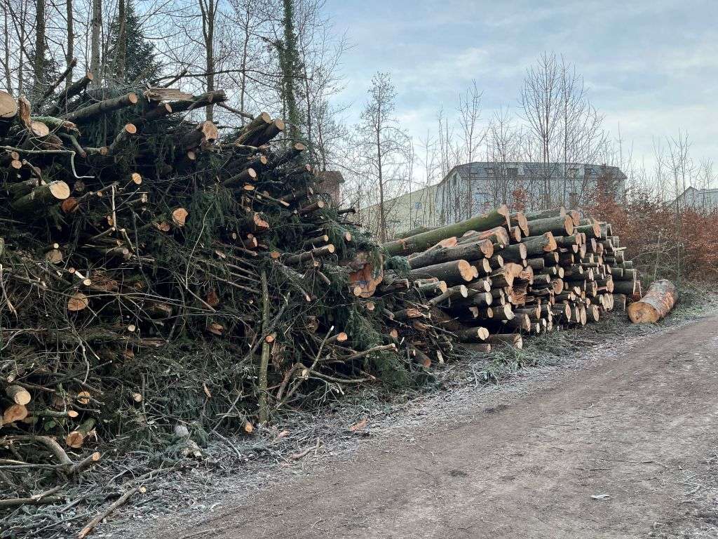 Rundgang im Wesemlinwald